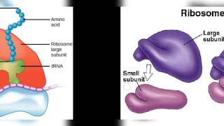 EUKARYOTES AND PROKARYOTES  CELL  BIOLOGY  BY PHANINDRA GUPTHA [upl. by Longmire]