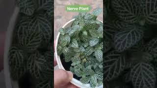 Nerve Plant or Fittonia  plants nerveplantsfittonia plantita garden gardencaretips [upl. by Ettennek633]