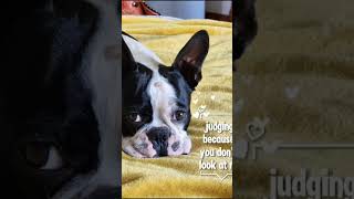 Boston terriers judging their humans puppy doglover bostonterrier bossie [upl. by Zoha]