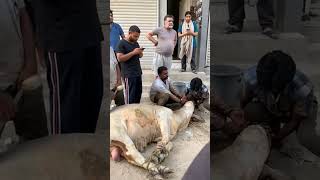 Naina youtube  Ahmed Islam vlogs cow bakraeidlover [upl. by Cranford]