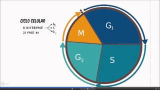 Ciclo celular eucariota [upl. by Hunley]