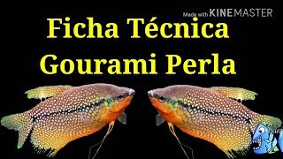 Ficha Técnica Gourami Perla Trichopodus leerii [upl. by Bergstein]