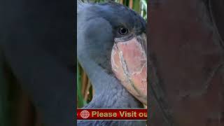 shoebill stork [upl. by Ladnyc]