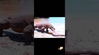 Komodo Ejderi Belgeseli  Komodo Ejderi vs Timsah medyabilgini komodoejderi [upl. by Lenehc]