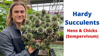 HENS AND CHICKS Sempervivum Hardy Succulents [upl. by Lenahc]