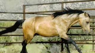 La Paz Jivago  a Summerwind Mangalarga Marchador stallion [upl. by Vetter]