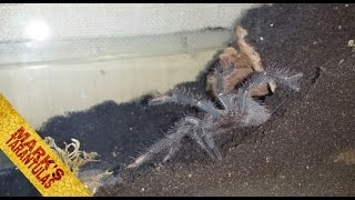 Theraphosa Stirmi sling rehouse amp enclosure setup [upl. by Joleen]