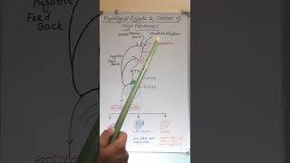 Physical Effects amp Control of Glucocorticoids hormones glucocorticoids negativefeedback [upl. by Nicolella]