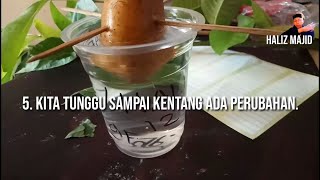 Percobaan Perkembangbiakan Vegetatif Alami Kentang [upl. by Zohara]