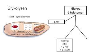 glykolysen och citronsyracykeln [upl. by Prevot]