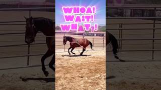 WAIT WHOA SURCINGLE training a colt riding young horses reinedcowhorse horseshorts fyp eq [upl. by Chadd]