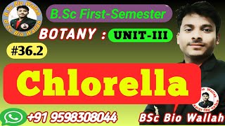 Chlorella  Chlorella Algae  bscbotany mscbotany chlorella 1stsemester algae phycology [upl. by Nilats]