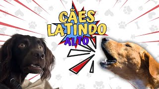 CACHORRO LATINDO ALTO 🔊Aprenda a usar o som para surpreender seu cão 🐶🐾 [upl. by Aropizt]