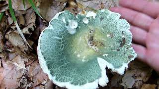 Golubača  Russula virescens [upl. by Kevyn]