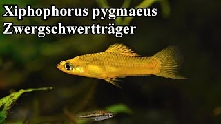 Zwergschwertträger  Xiphophorus pygmaeus [upl. by Tita]