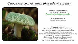 Сыроежка чешуйчатая Russula virescens [upl. by Sander]