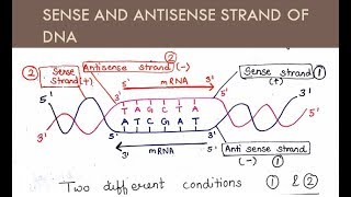 Sense and Antisense Strand of DNA  in Hindi and English   For BSc and MSc  All About Biology [upl. by Iras]