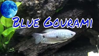 Blue Gourami Care Guide [upl. by Esilahs]