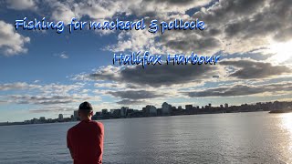 Fishing in HFX harbour for mackerel and pollock [upl. by Leahcimnoj]