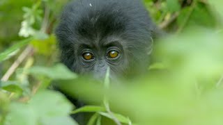 Wild Gorilla Fight  Gorilla Family and Me  BBC Earth [upl. by Malin680]