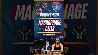 What are Macrophage Cells [upl. by Doug342]