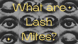 What are Lash Mites And Why Are They On You [upl. by Ailb]