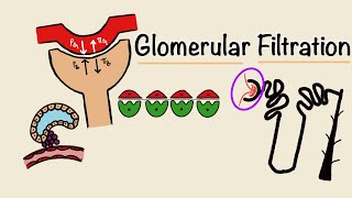 Glomerular Filtration  GFR  Starling Forces  Tubuloglomerular Feedback  Renal Physiology [upl. by Phillipe]