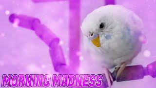 Budgie Sounds with 14 Budgies in the morning HAPPINES OVERLOAD [upl. by Samid]