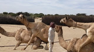 The Graceful Gaits of Camels Surviving in Harsh Climates [upl. by Aihcela]