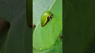 Green treehopper camouflage Playa del Carmen Mexico tropical Caribbean jungle insect life nature [upl. by Andras312]