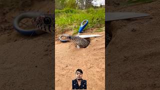 snake easytrap reptiles animals handtrap wildlife nature shortfeed snakevideo snakeinhole [upl. by Crescantia]