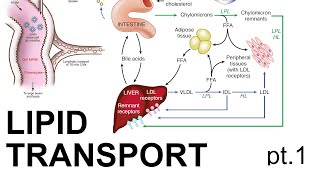 Lipid Transport pt 1 [upl. by Asirram]