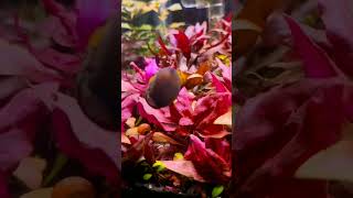 Snails are best in aquarium 🥀🌿🐟🐠 aquarium aquascape plants fish fishtank snail snails [upl. by Fusco]