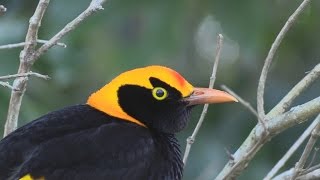 Regent Bowerbird Sericulus chrysocephalus HD Video Clip 1 1 [upl. by Yssirk]