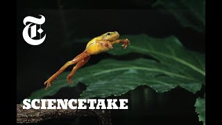 How Frogs Got Their Vertical Leap  ScienceTake [upl. by Nerrak]