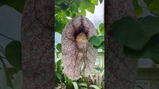 Alien flower KEW GARDENS Aristolochia gigantea plants gardening [upl. by Aya]