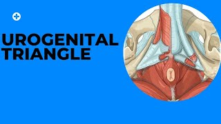 Urogenital Triangle [upl. by Attiuqahs458]