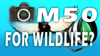 CANON M50 WILDLIFE PHOTOGRAPHY IS IT ANY GOOD [upl. by Wernsman785]