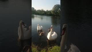 ❤️Swans family with angry father birds swans river [upl. by Akinna]