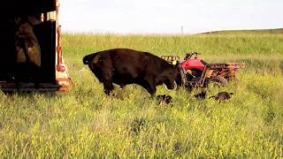 Loading 7 Bulls with 2 Cowdogs  Dagley Ranch Life Episode 6 [upl. by Bajaj]