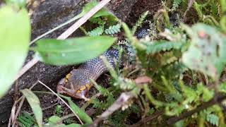 Striped Keelback is engulfing a Skittering frog [upl. by Avahc]