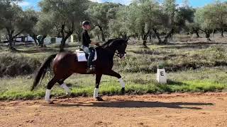 8yo KWPN gelding 176m [upl. by Pepito]