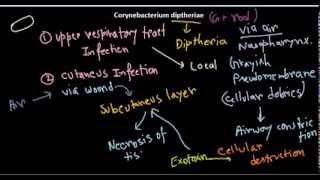 Corynebacterium diptheriae introduction and infection [upl. by Edgerton94]