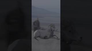 Desert Bighorn Sheep release on Promontory Point Utah bighorn bighornsheep [upl. by Mauer238]