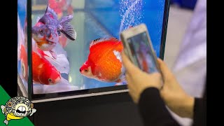 Hong Kong CRAZY Goldfish Market [upl. by Beitris]