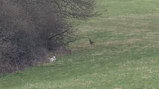 Jack Parson Russell Terrier Hunt  meets a Fox 2 VS Fuchs JagdJack Baujagd Hunting the Wildco [upl. by Haneeja29]