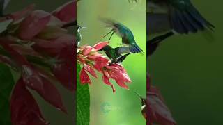 Humming bird Apne Pairon Mein Kyon chal Nahin Sakta hummingbird shortsfeed youtubeshorts news [upl. by Oneill]