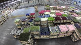 Flora Holland Flower Auction Aalsmeer Tour  4K [upl. by Aissenav]