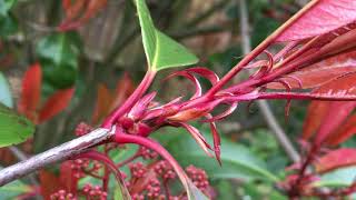 Photinia Red robin  buds close up  March 2018 [upl. by Alimat]