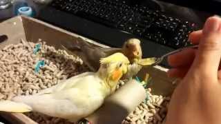 Cockatiels 4 weeks old Hand feeding part 2 [upl. by Butch]